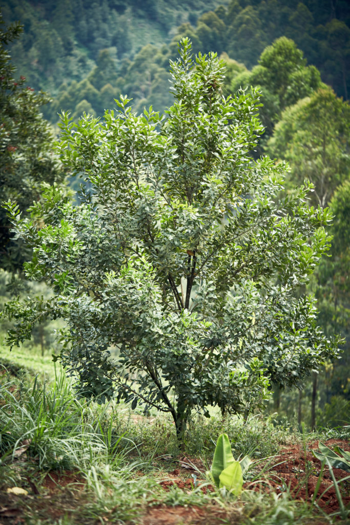 Treedom in Kenya